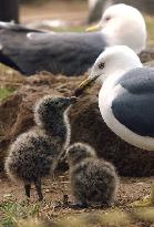 Black-tailed gulls rear babies in Aomori