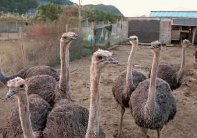 (5) Ostrich meat gaining popularity