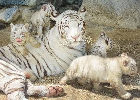 Quadruplet white tigers play around mother at Tobu Zoo