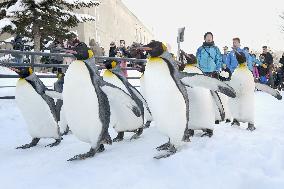 Parade of penguins begins at Asahiyama Zoo in Hokkaido