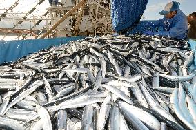 Saury landed at Iwaki port for 1st time of year