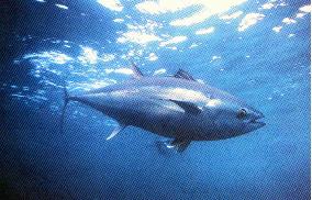 Japan's southern bluefin tuna quota halved for 2007