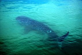 Whale shark caught in fishing net off Tottori, western Japan