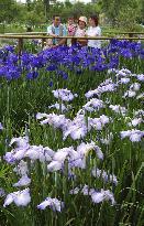 Irises in full bloom in Chiba Prefecture
