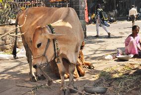 Hinduism followers feed cows to accumulate virtues