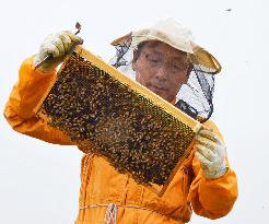 Hokkaido construction firm president ventures into honey business