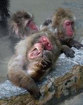 Japanese monkeys enjoy hot bath at botanical garden