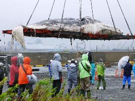 Dead whale removed from port in southwestern Japan