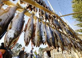 Salmons placed in cold wind for Ainu's preservative food