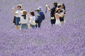 Lavender flowers bloom at Hokkaido farm