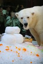 Polar bear birthday