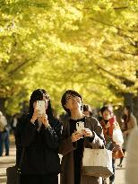 Ginkgoes in autumn color in Tokyo