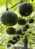 Squashes on trellis