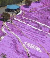 Moss phlox bloom in northern Japan town