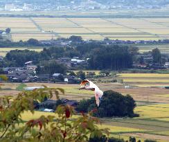 19 Japanese crested ibis released from cage in Sado, north Japan