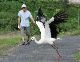 Stork in rice field in Tottori Pref.