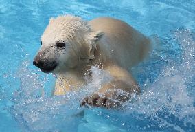 Sapporo polar bear cub swims for 1st time