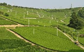 Green tea fields in Japan