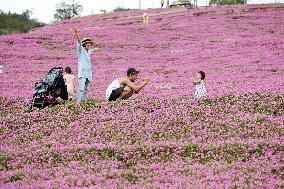 Pink flowers in eastern Japan