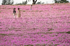 Pink flowers in eastern Japan