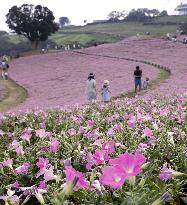 Pink flowers in eastern Japan