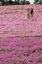 Pink flowers in eastern Japan