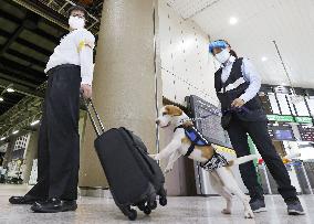 Sniffer dog at train station in Tokyo