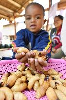 Edible weevil larvae in Laos