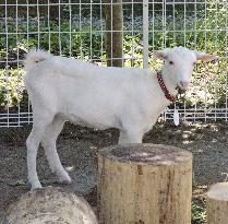 Rescued stray goat shown to public