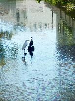 Waterfowls in Tokyo