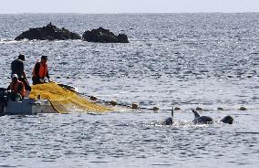 1st dolphin hunt of season starts in western Japan