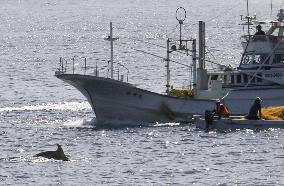 1st dolphin hunt of season starts in western Japan
