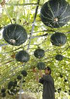 Squashes on trellis