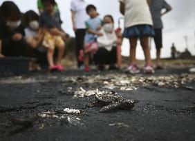 Release of baby turtles to sea