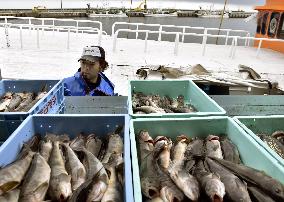 "Hokke" fish caught near Russian-held island