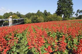 Flower festival in western Japan