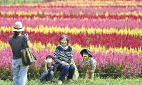 Celosia field in Japan