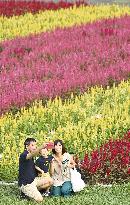 Celosia field in Japan