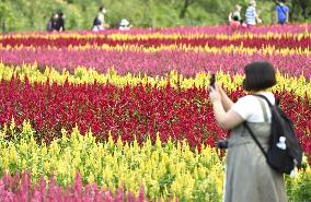 Celosia field in Japan