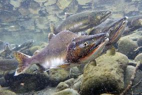 Pink salmon in Hokkaido