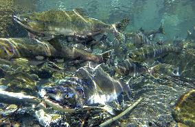 Pink salmon in Hokkaido