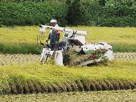 Rice harvesting in Japan