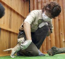 Sand cat at Japanese zoo