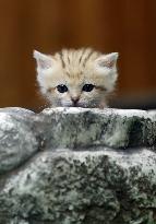 Sand cat at Japanese zoo