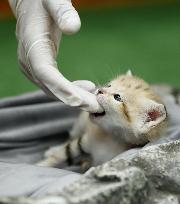 Sand cat at Japanese zoo