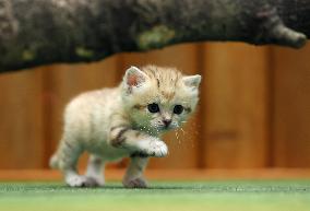 Sand cat at Japanese zoo