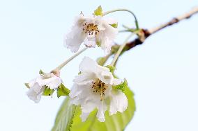 Out-of-season cherry blossoms in northeastern Japan