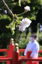 Out-of-season cherry blossoms in northeastern Japan