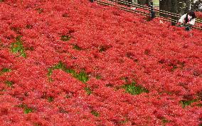 Spider lilies at Japanese park