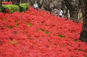 Spider lilies at Japanese park